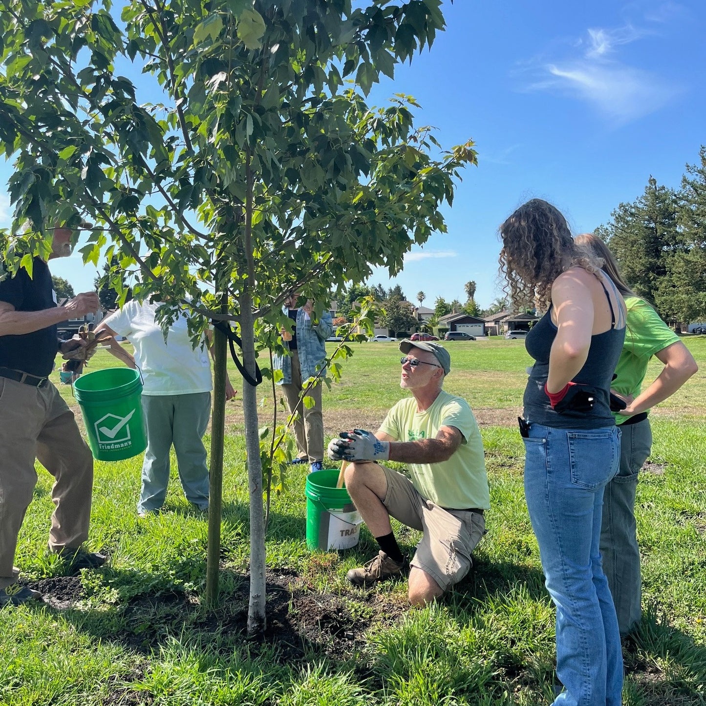 Plant more trees in Petaluma!